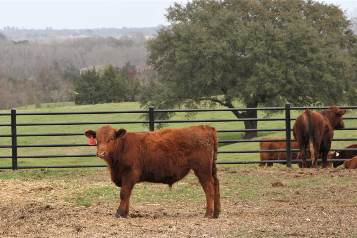 Red Angus Ranches Red Angus Cattle | 100% Grass-Fed Hormone Free Livestock | Witt Ranch ...