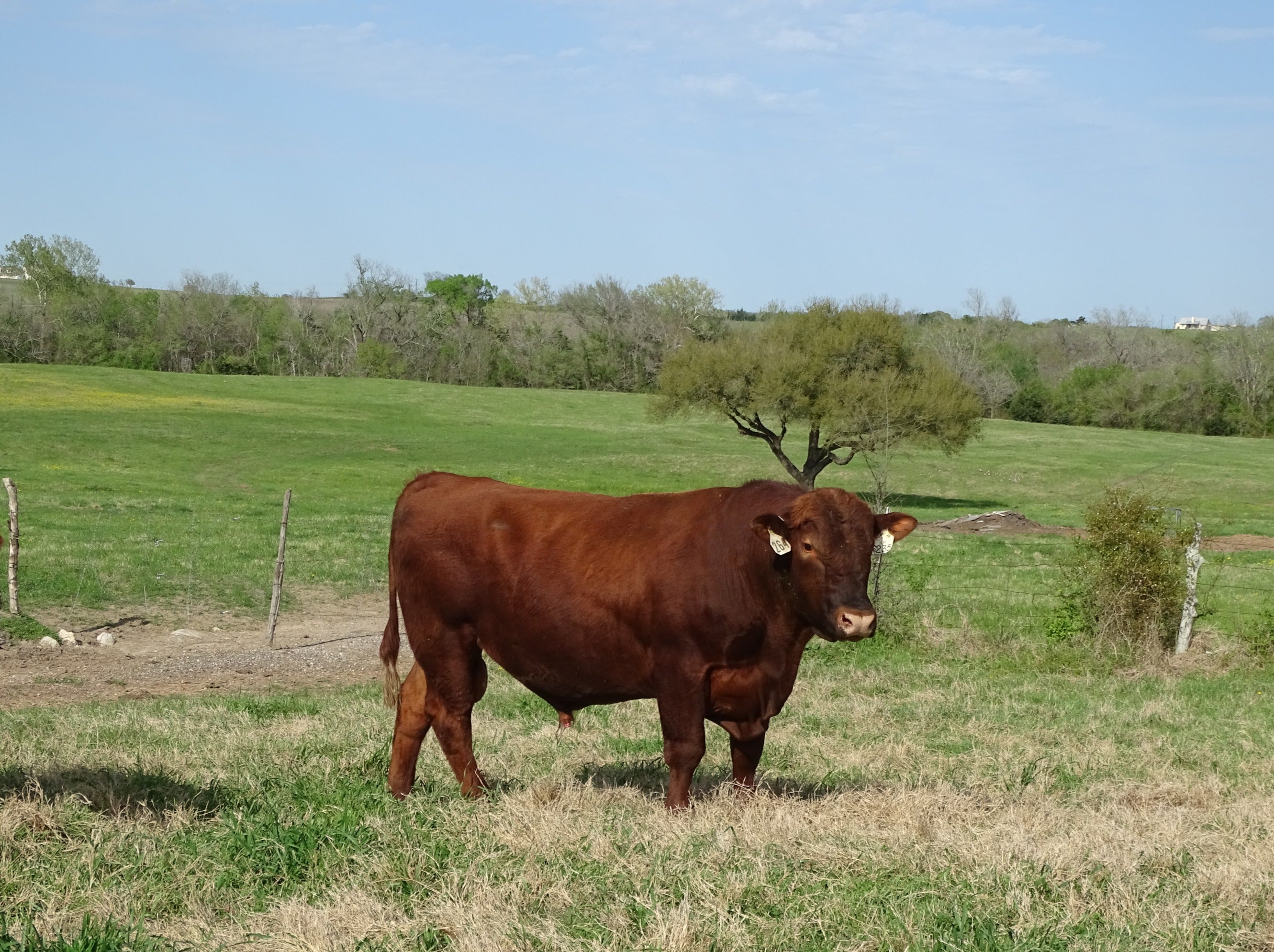 Red Angus Cattle | 100% Grass-Fed Hormone Free Livestock | Witt Ranch ...